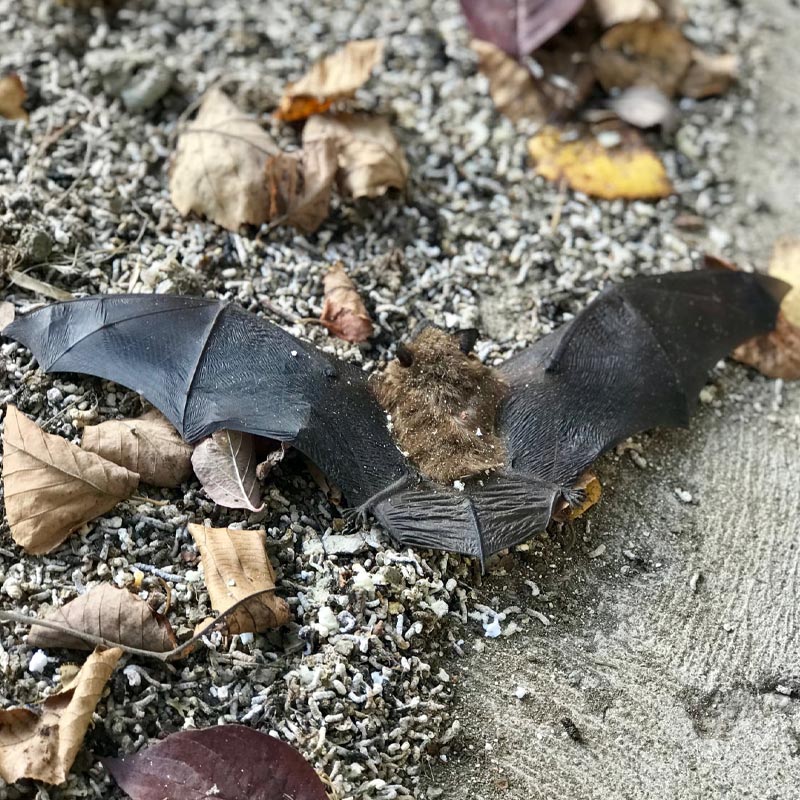 When you want the best in bat exclusion you want Buckeye Wildlife Solutions NW