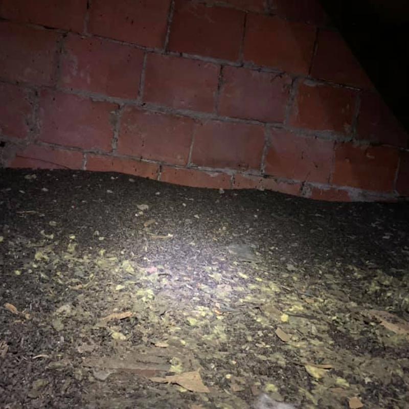 When you want the best in bat guano removal you want Buckeye Wildlife Solutions NW