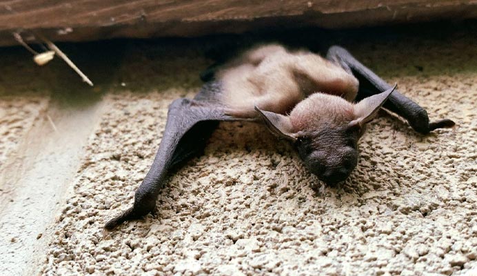 Ohio Bat Hibernation on the increase in 2021-22