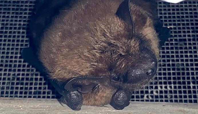 Expect more Ohio Bat Hibernation in your homes and buildings this winter
