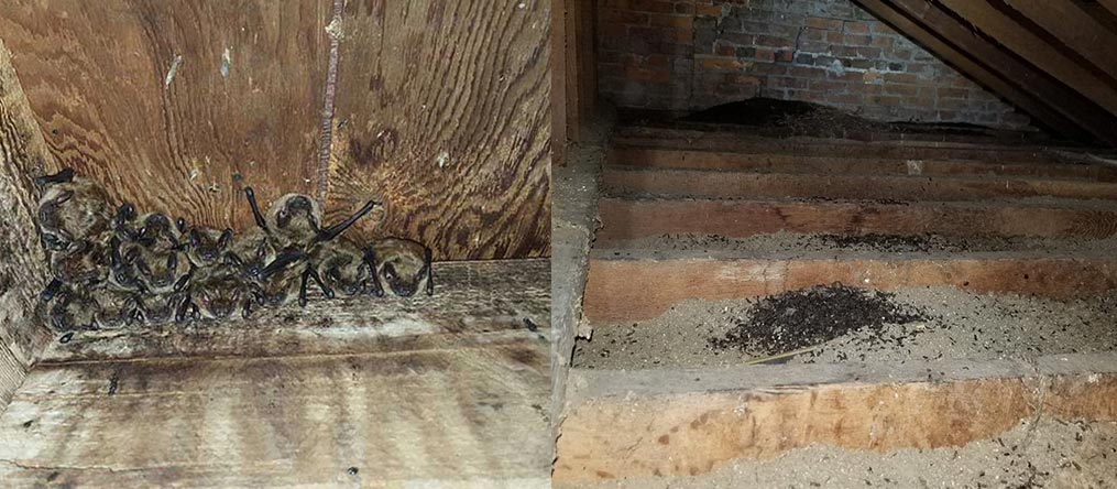 Expect more Ohio Bat Hibernation in your homes and buildings this winter