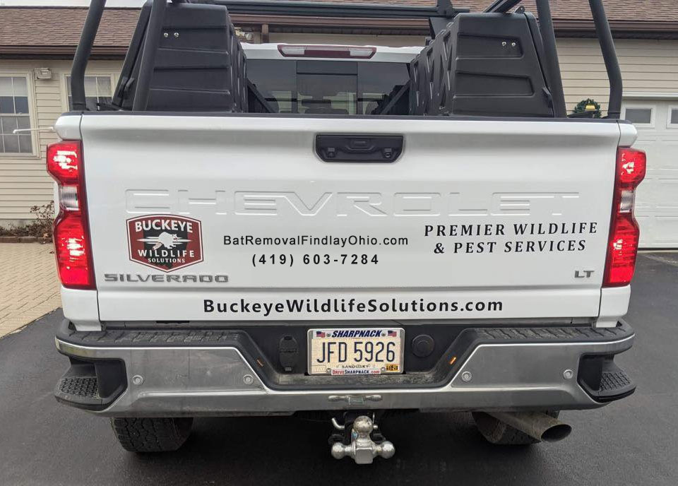 The more you learn about Toledo bat removal the more you'll like us.