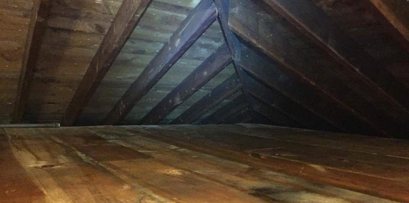 Buckeye Wildlife Solutions NW produced this spotless attic.
