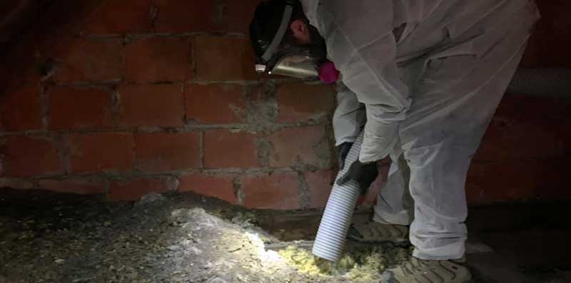 bat guano cleanup
