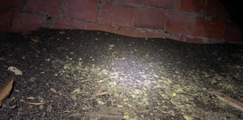 bat guano in attic