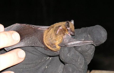 wic-common-evening-bat little brown bat. Thanks to U.S. Fish and Wildlife Service Headquarters, Public domain, via Wikimedia Commons