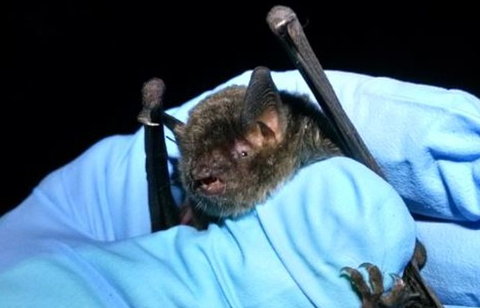 wic-common-gray-myotis little brown bat. Thanks to U.S. Fish and Wildlife Service Headquarters, Public domain, via Wikimedia Commons