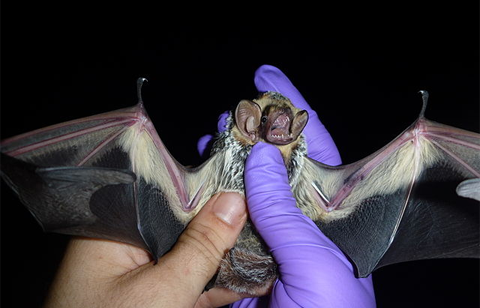wic-common-hoary-bat little brown bat. Thanks to U.S. Fish and Wildlife Service Headquarters, Public domain, via Wikimedia Commons