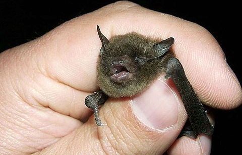 wic-common-ind-my little brown bat. Thanks to U.S. Fish and Wildlife Service Headquarters, Public domain, via Wikimedia Commons