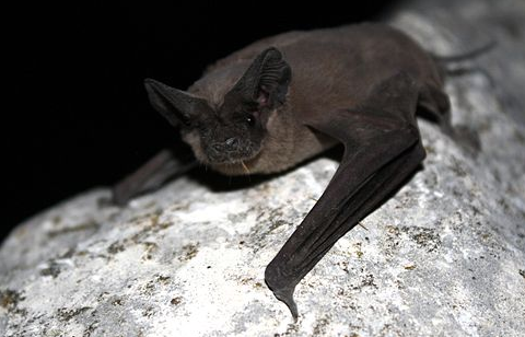 wic-common-mexican-free-tail little brown bat. Thanks to U.S. Fish and Wildlife Service Headquarters, Public domain, via Wikimedia Commons