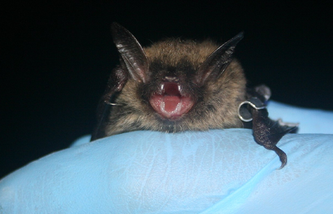 little brown bat. Thanks to U.S. Fish and Wildlife Service Headquarters, Public domain, via Wikimedia Commons