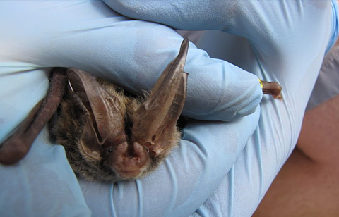bats of ohio - rafinesque big eared bat