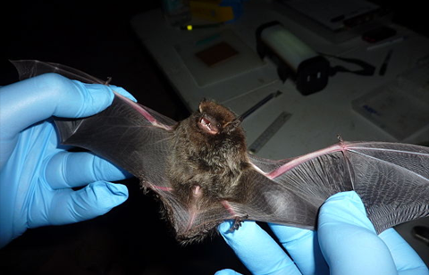bats of ohio - silver haired bat