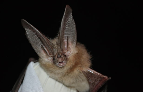 bats of ohio - Townsends Big Eared bat