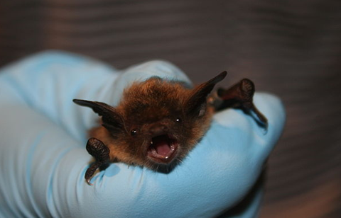 bats of ohio - little brown bat. Thanks to U.S. Fish and Wildlife Service Headquarters, Public domain, via Wikimedia Commons