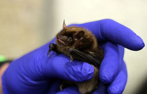 bats of ohio - Big Brown Bat