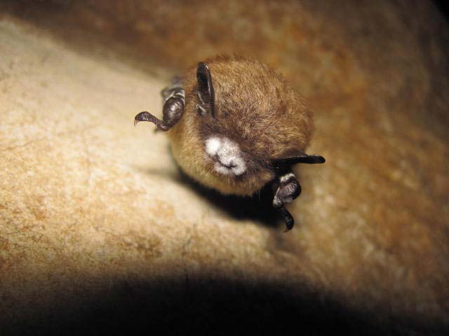 White Nose Syndrome Bat Photo 3. Thanks to U.S. Fish and Wildlife Service Headquarters, Public domain, via Wikimedia Commons