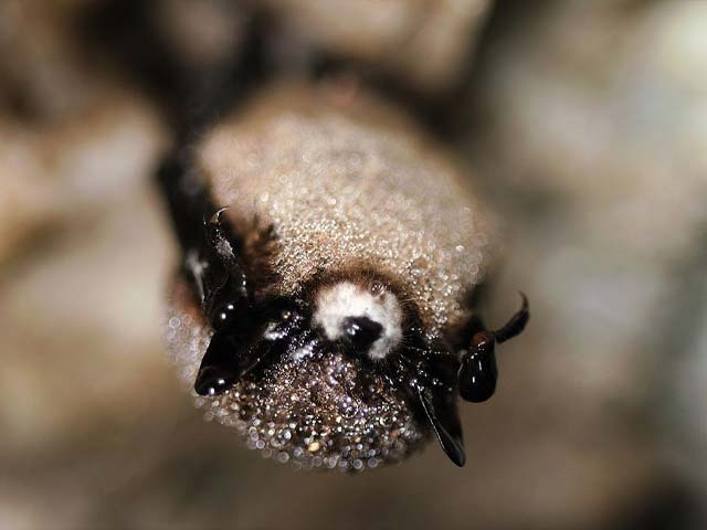 WNS bat photo 2. Thanks to U.S. Fish and Wildlife Service Headquarters, Public domain, via Wikimedia Commons