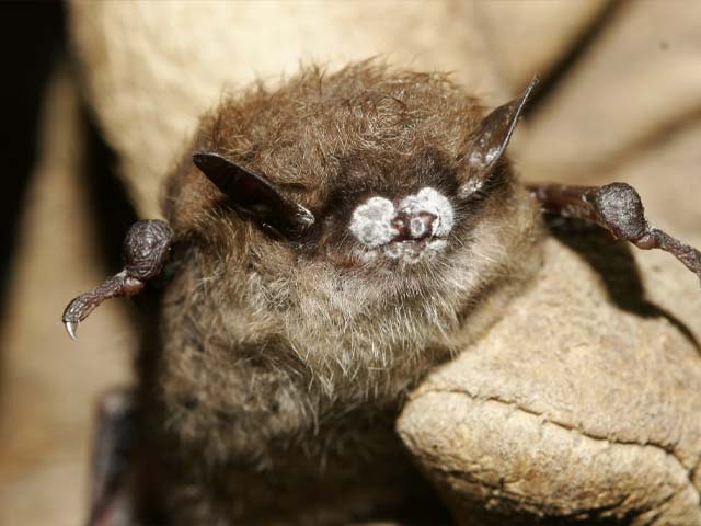 WNS bat. Thanks to U.S. Fish and Wildlife Service Headquarters, Public domain, via Wikimedia Commons.