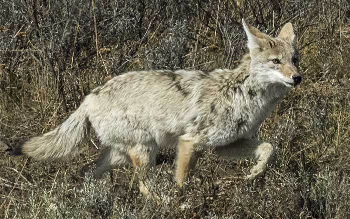 Coyotes on the increase in Perrysburg