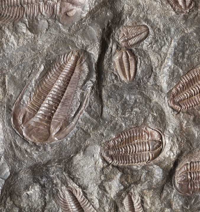 Many trilobite fossils in a slab of stone. Thanks to Wesley Warren at Unsplash.